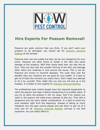 Hire Experts For Possum Removal