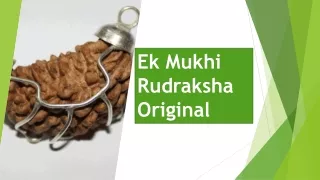 ek mukhi rudraksha original