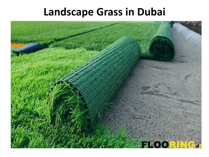 landscape grass in dubai