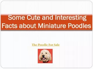 Some Cute and Interesting Facts about Miniature Poodles