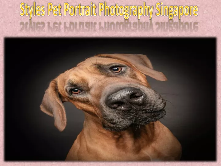 styles pet portrait photography singapore