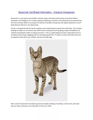 savannah cat breed information creature companion