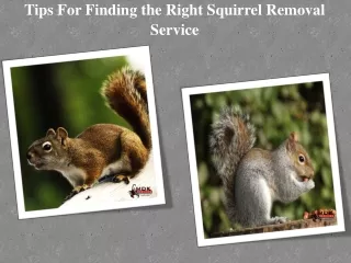 tips for finding the right squirrel removal