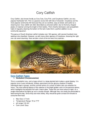 cory catfish