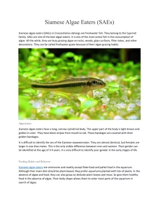 siamese algae eaters saes