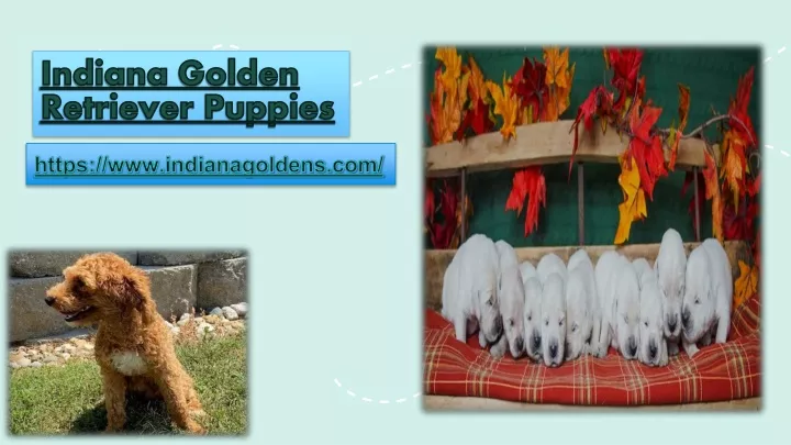 indiana golden retriever puppies
