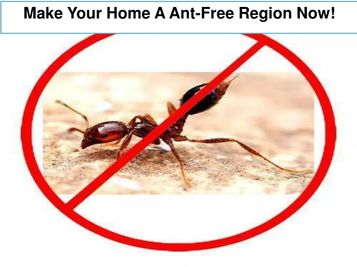 make your home a ant free region now