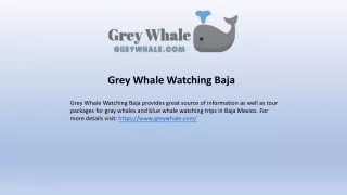grey whale watching baja