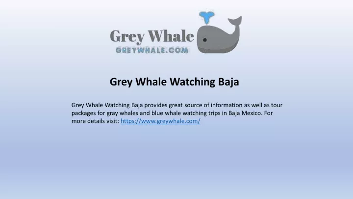 grey whale watching baja