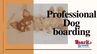 Professional dog boarding by Bark n Walk
