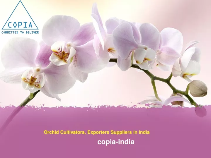 orchid cultivators exporters suppliers in india