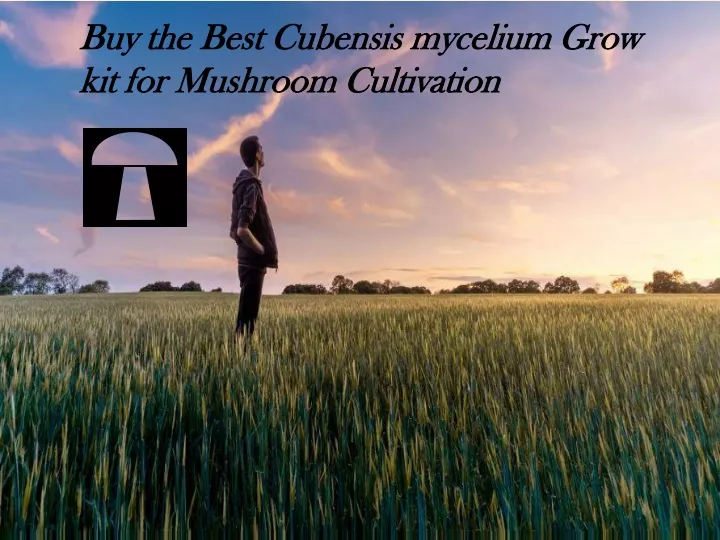 buy the best cubensis mycelium grow