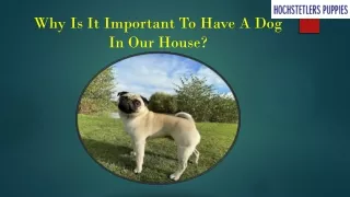 Why Is It Important To Have A Dog In Our House?