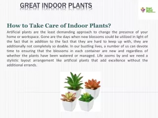 How to Take Care of Indoor Plants?