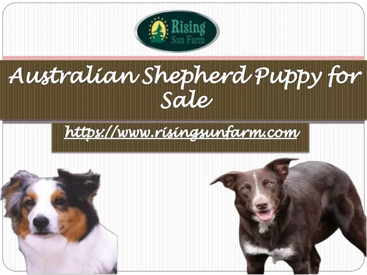 australian shepherd puppy for sale