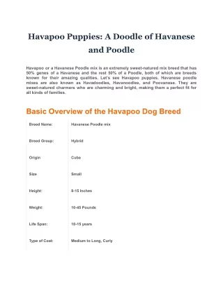 Havapoo Puppies: A Doodle of Havanese and Poodle