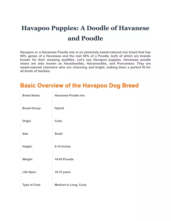 havapoo puppies a doodle of havanese