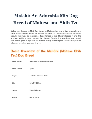 Malshi: An Adorable Mix Dog Breed of Maltese and Shih Tzu