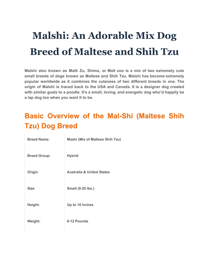 malshi an adorable mix dog