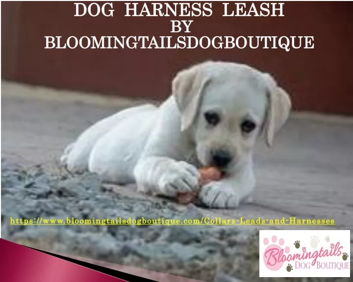 dog harness leash by bloomingtailsdogboutique