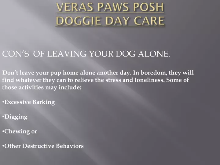 veras paws posh doggie day care