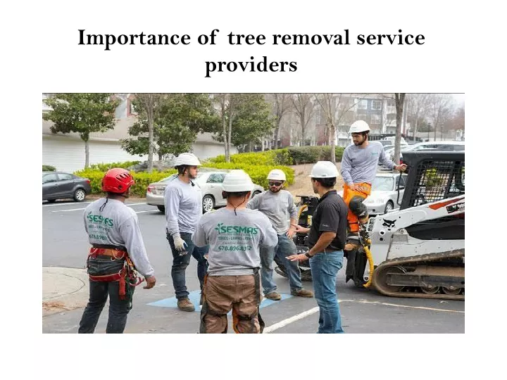 i mportance of tree removal service providers