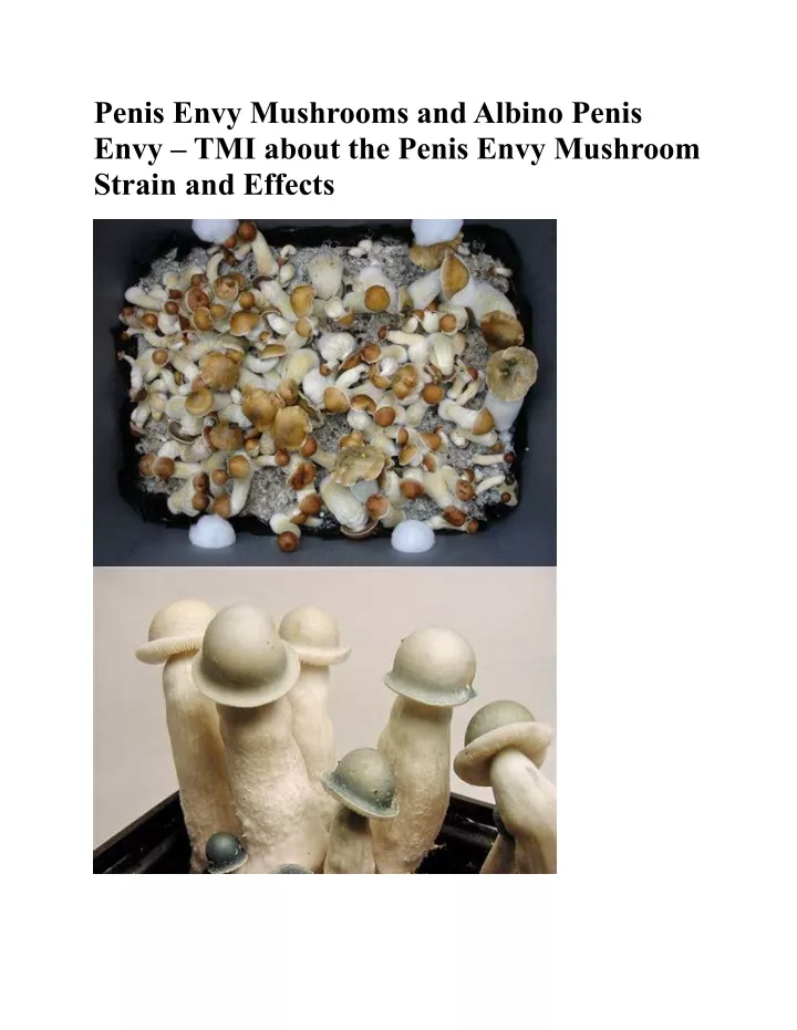 penis envy mushrooms and albino penis envy