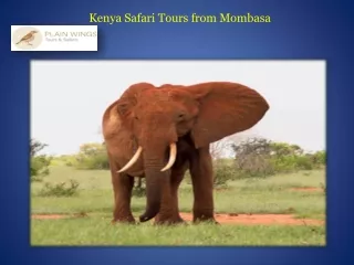 Kenya Safari Tours from Mombasa