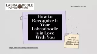How to Recognize If Your Labradoodle is in Love With You?