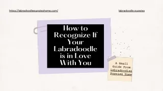 How to Recognize If Your Labradoodle is in Love With You?
