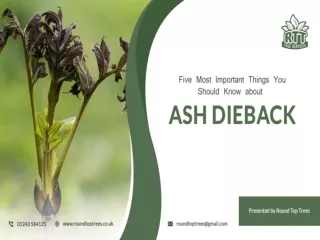 Five Most Important Things You Should Know about Ash Dieback