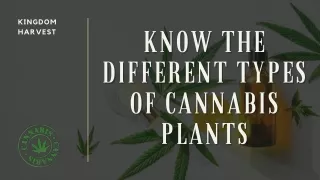 Know the Different Types of Cannabis Plants