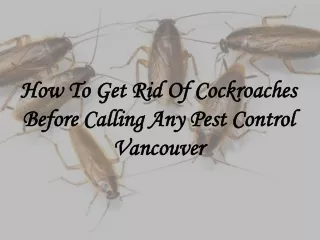 How To Get Rid Of Cockroaches Before Calling Any Pest Control Vancouver