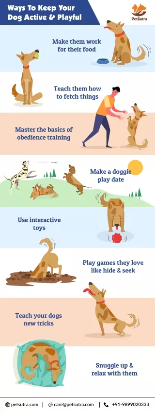 Guide to Keep your Dogs Active & Playful - PetSutra