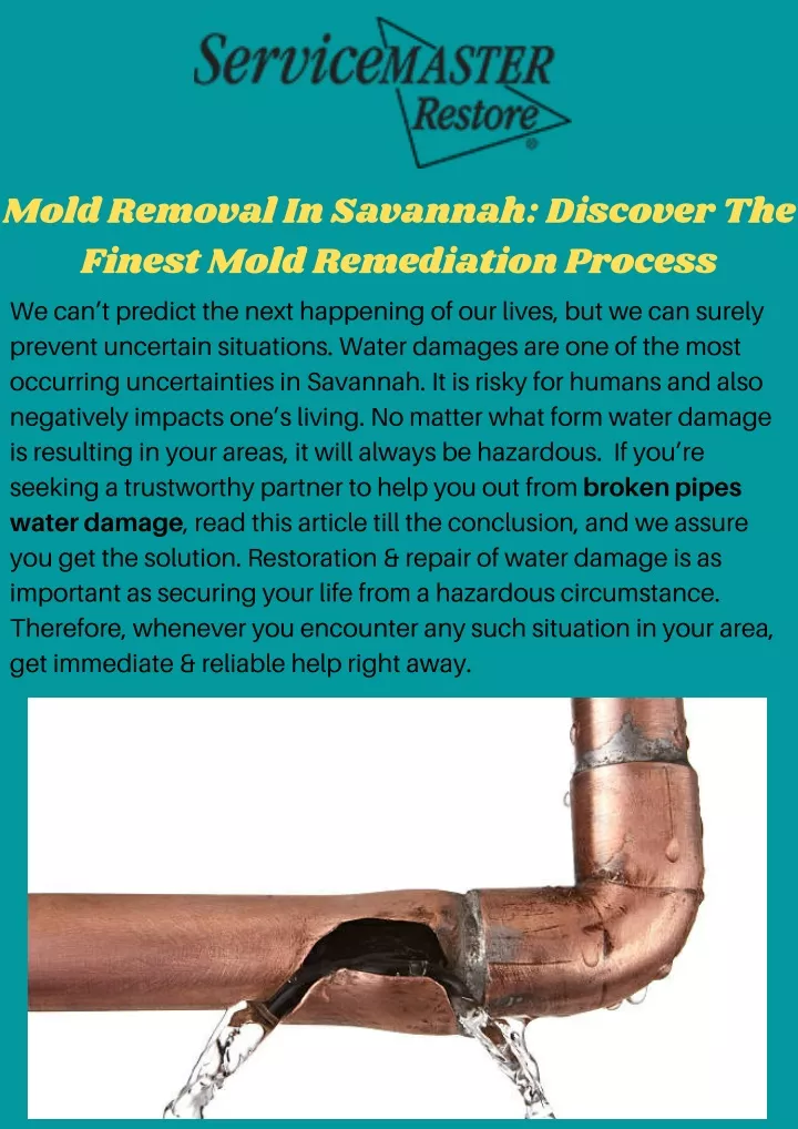 mold removal in savannah discover the finest mold