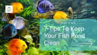 7 Tips To Keep Your Fish Pond Clean