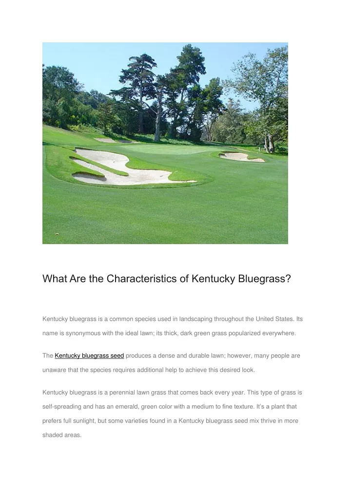 what are the characteristics of kentucky bluegrass