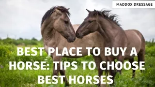 End your hunt at the best place to buy a horse