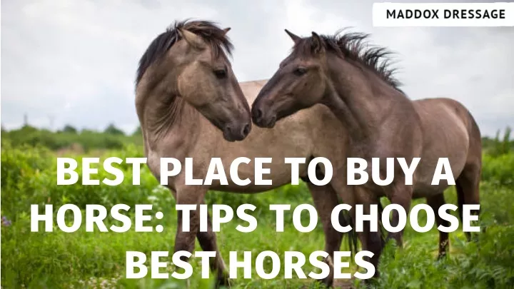 best place to buy a horse tips to choose best