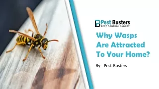 Why Wasps Are Attracted To Your Home?