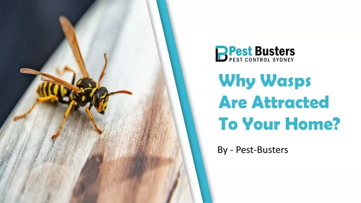 why wasps are attracted to your home