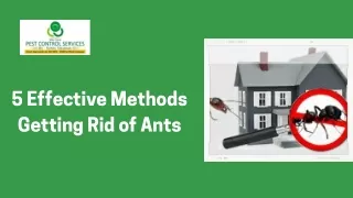 5 Effective Methods Getting Rid of Ants