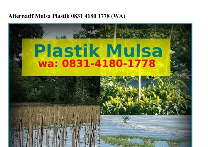 alternatif mulsa plastik 0831 4180 1778 wa