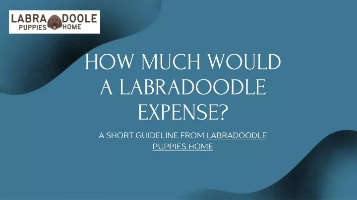 how much would a labradoodle expense