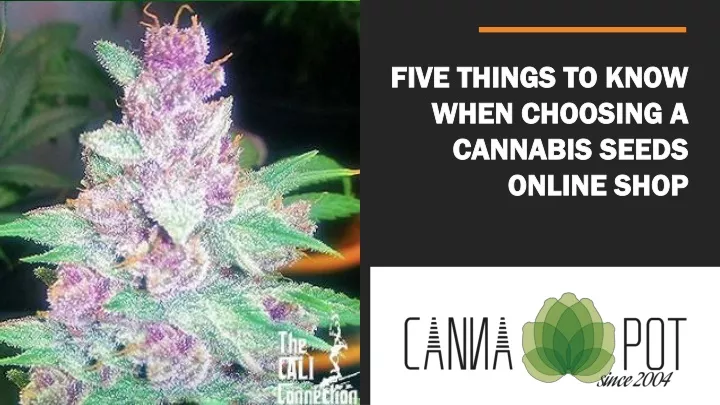 five things to know when choosing a cannabis