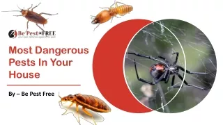 Which Are The Most Dangerous Pests In Your House | Be Pest Free | Common Pests