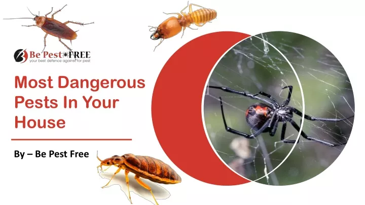 most dangerous pests in your house
