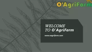 Find out the price of Moong dal at O'AgriFarm