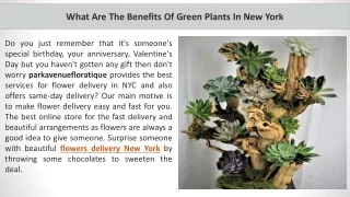 What Are The Benefits Of Green Plants In New York