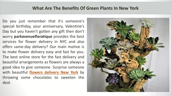 what are the benefits of green plants in new york